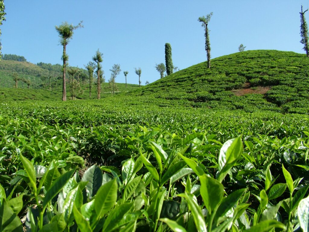 Srilanka8