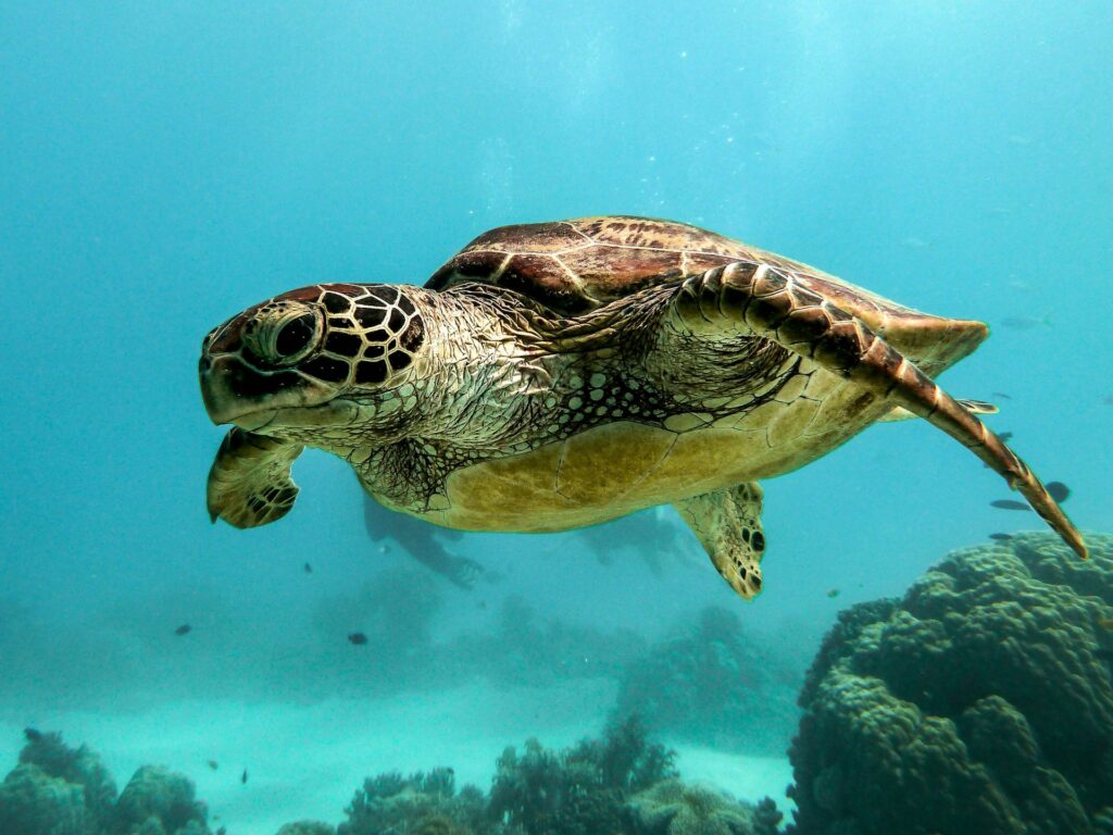 turtle6